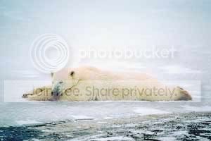 polarbear.jpg