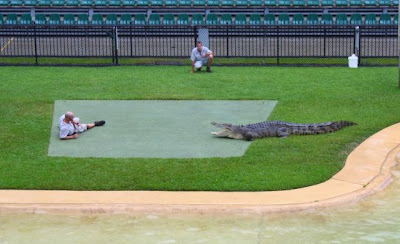 crocodiles_08.jpg
