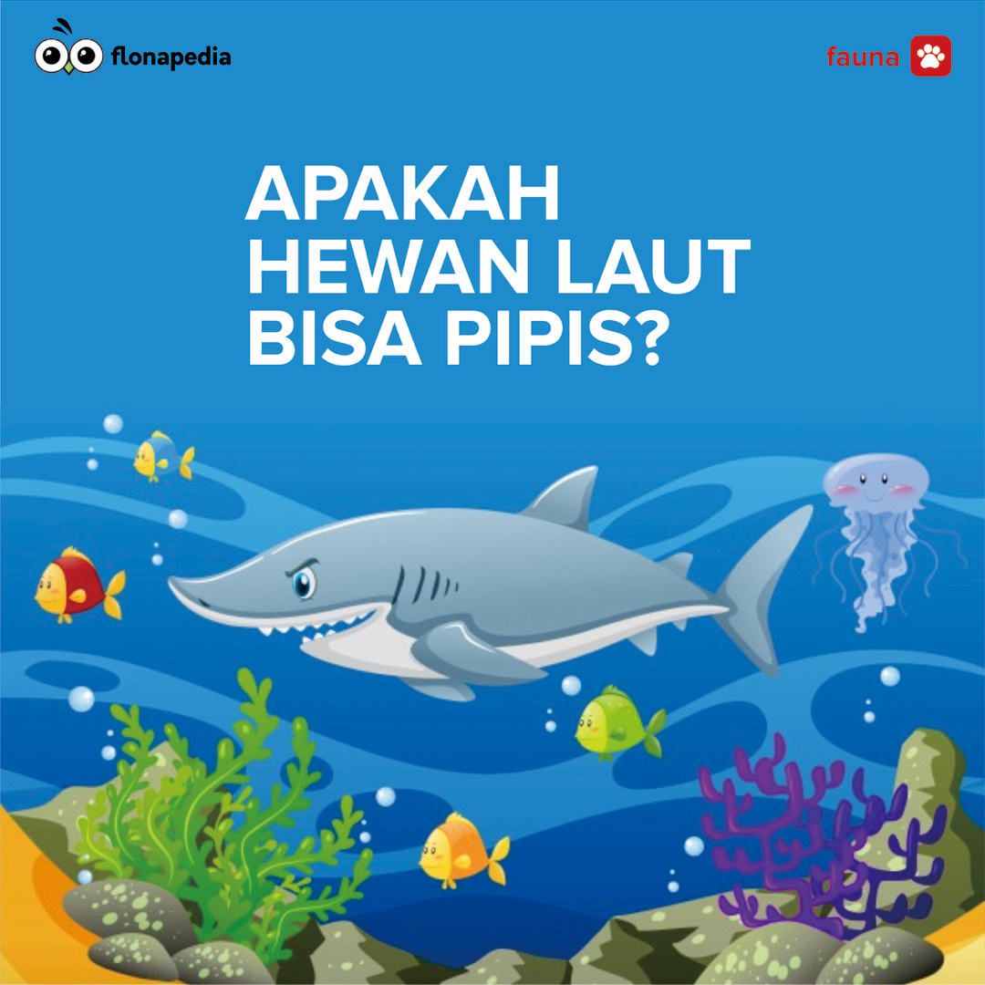 Apakah Hewan Laut Itu Pipis?