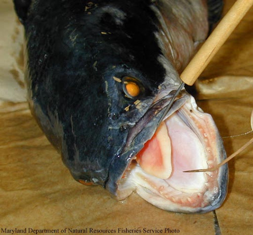 ikan-buas-snakehead-17.jpg