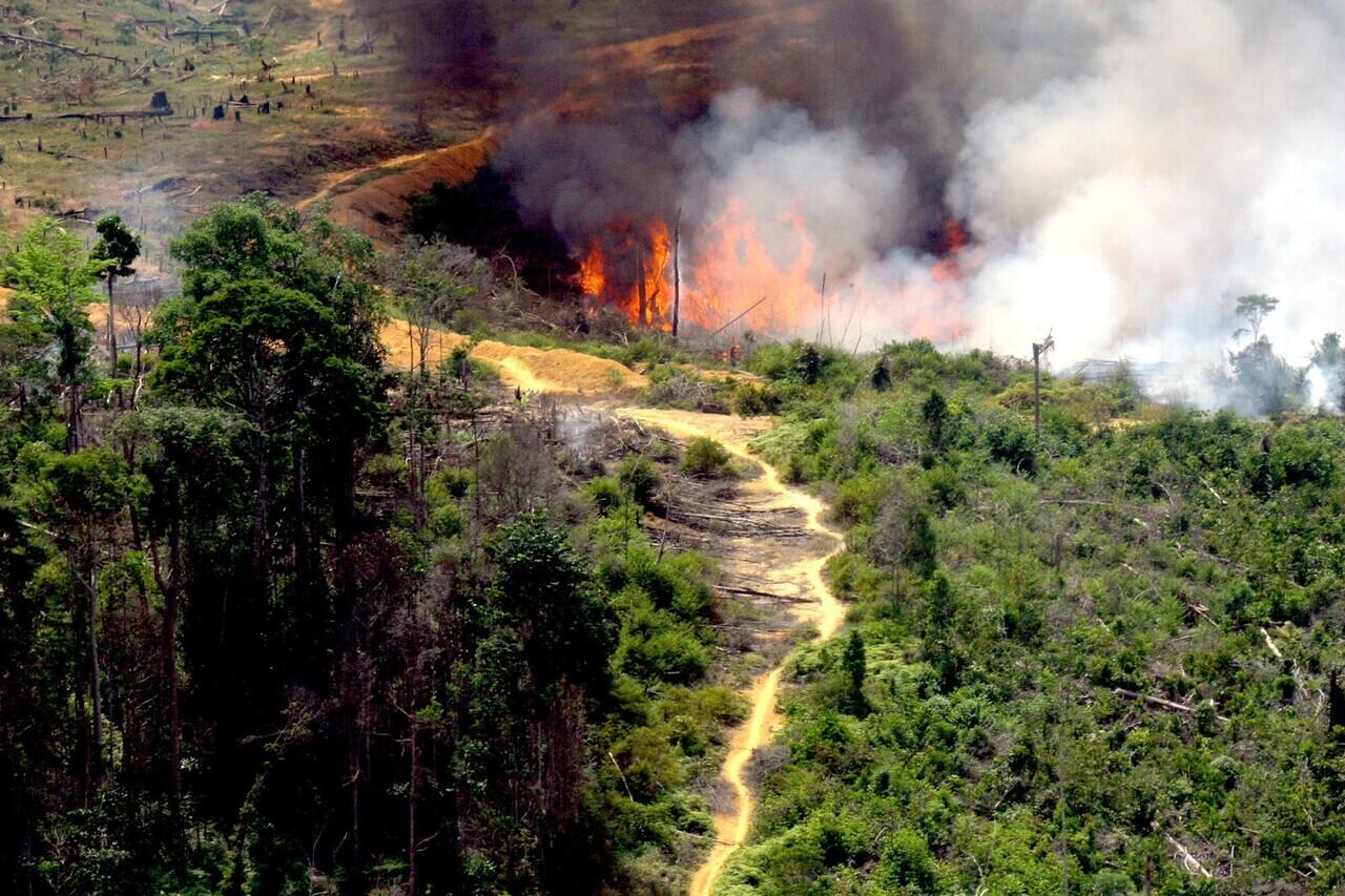 [BREAKING NEWS] 57 Ribu Hektar Hutan Papua Dibakar untuk Sawit