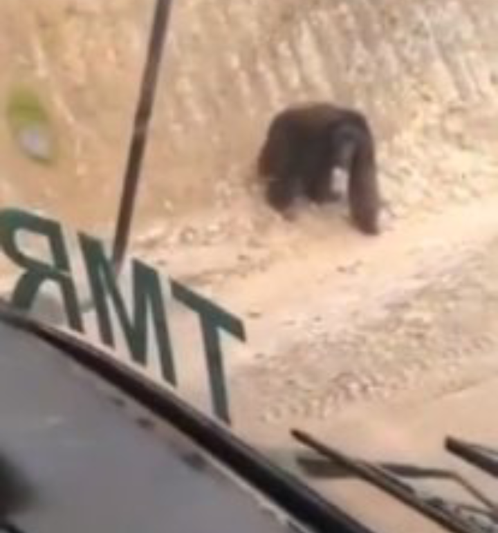 Viral Video Orangutan Bingung Cari Habitatnya