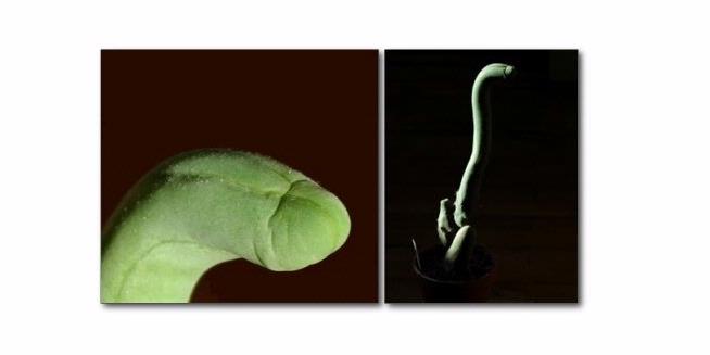 1839076-kaktus-penis-620X310.jpg