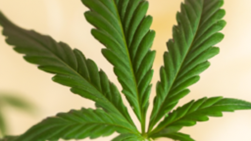 Haruskah Ganja Dilegalkan?