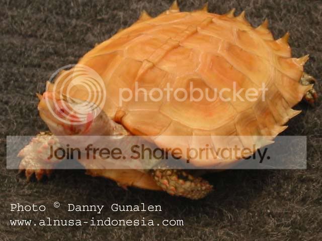 Spiny-turtle-albino.jpg