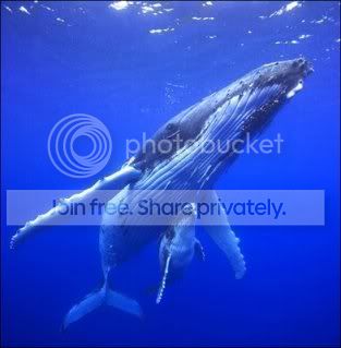 humpback-whale.jpg