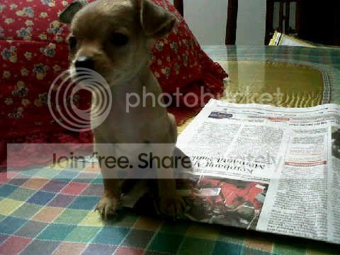 Chihuahuabtn2blstb32jt.jpg
