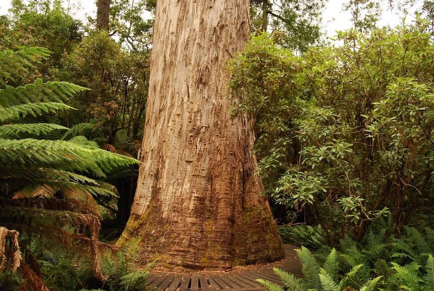 10 Pohon Tertinggi Di Dunia