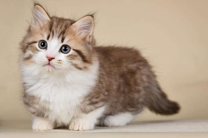 Kucing Kamu Sering Hilang? Yuk Gabung gan