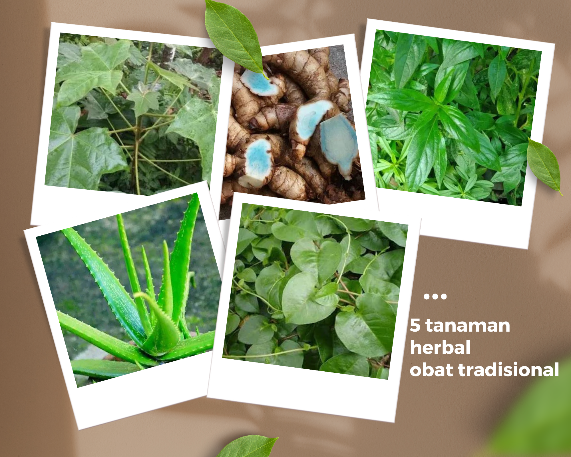 5 tanaman hebal obat tradisional sangat bermanfaat