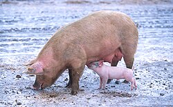 250px-Sow_with_piglet.jpg
