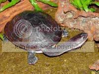 Chelodina_mccordi.jpg