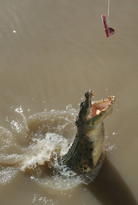 crocodiles_19.jpg