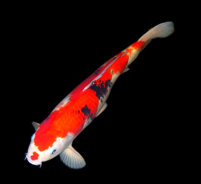 koi%2B1.jpg