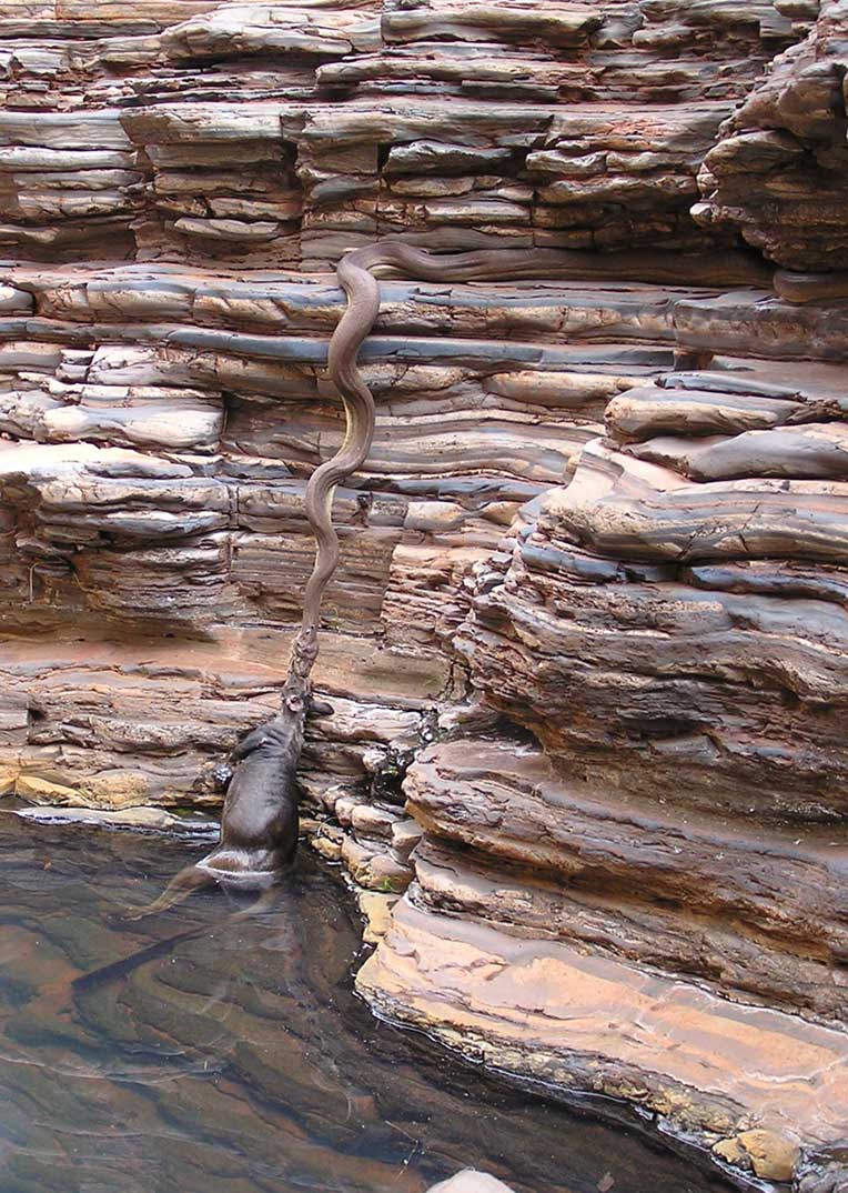 foto-utama-anaconda-memakan-sapi.jpg