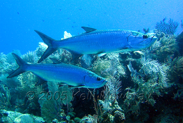 BLZ_tarpon_pair.jpg