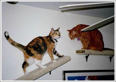cat_walkways_14.jpg