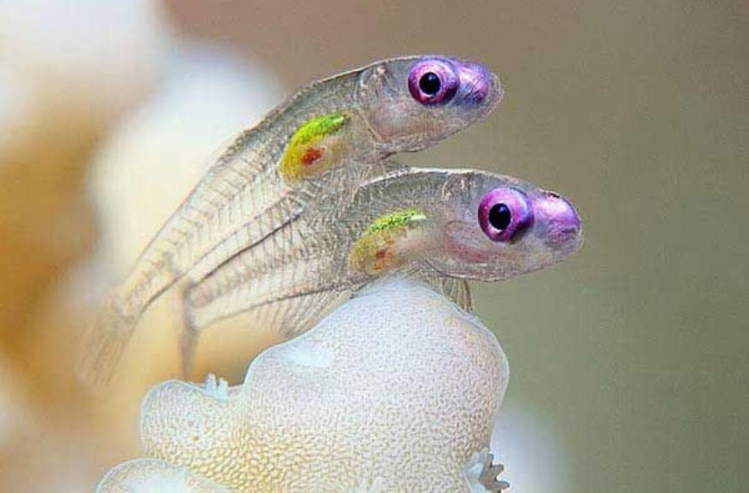 8 Ikan Transparan yg Begitu Indah & Membuatmu Takjub