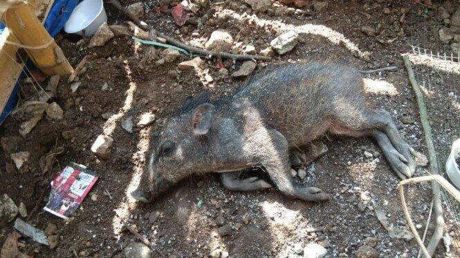 Awas! Babi Ngepet Makin Merajalela! 