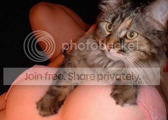 kitty_likes.jpg