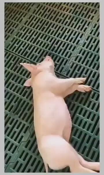 {thread_title}