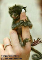 Monkey.jpg