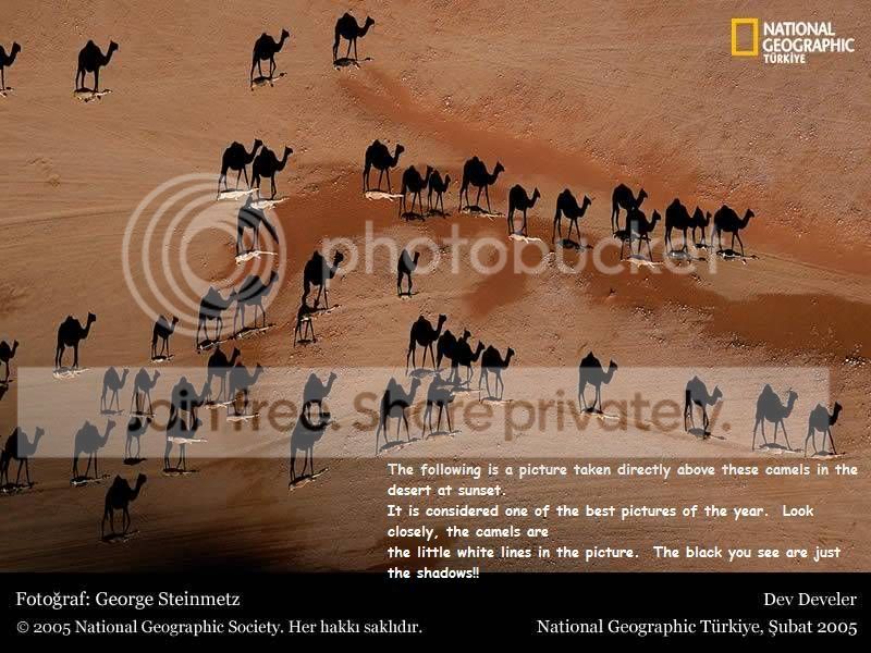 Camels.jpg