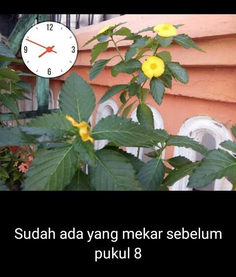 Bunga Pukul 8 Selain Cantik Ternyata Banyak Manfaatnya