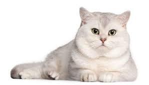 KUCING SULTAN YANG HARGANYA SETARA 1 ( SATU ) UNIT MOTOR