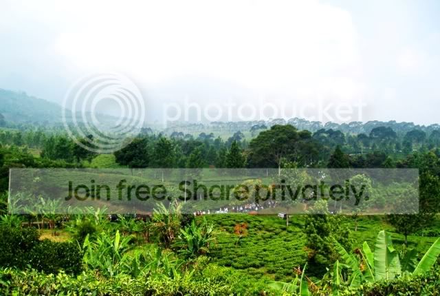 TeaWalk_GnMas_Puncak.jpg