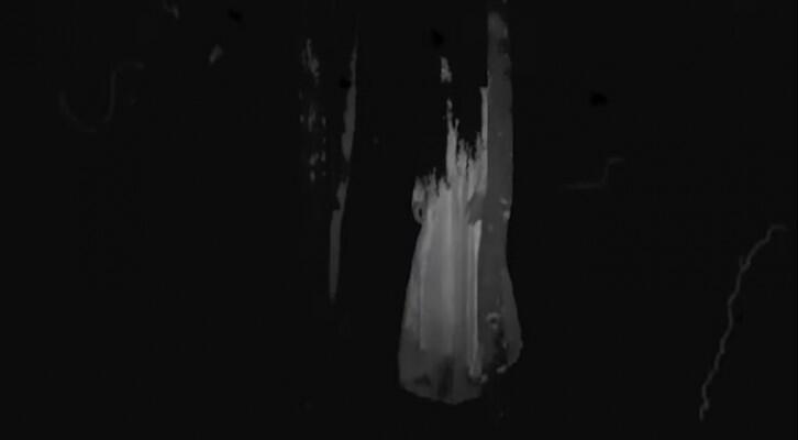 Pernah Mendengar Tawa Misterius Malam Hari? Ternyata Bukan Kuntilanak Tapi Hewan Ini