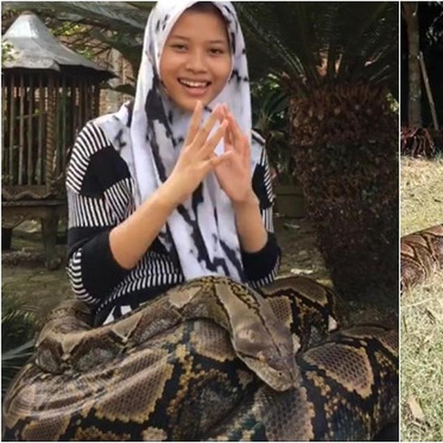 Gadis Ini Pelihara Ular Piton Hingga 6 Ekor, Waw Keren!