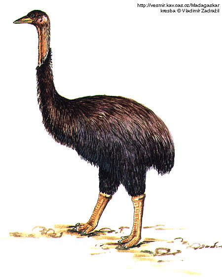 aepyornis002.jpg