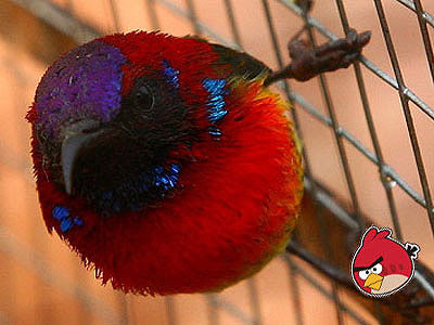angry-bird1.jpg
