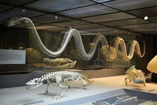 Kenapa Ular Titanoboa Punah ?
