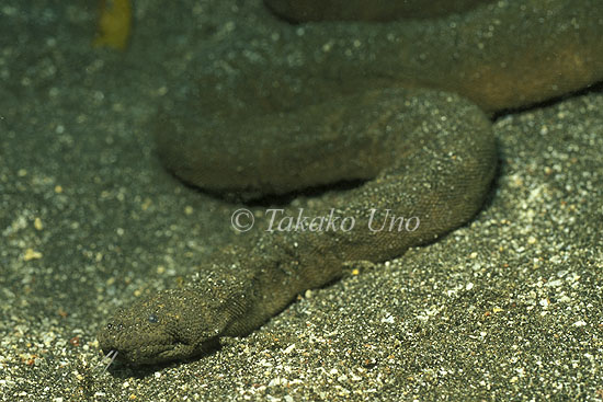 Elephant_Trunk_Snake_01_Bali.jpg