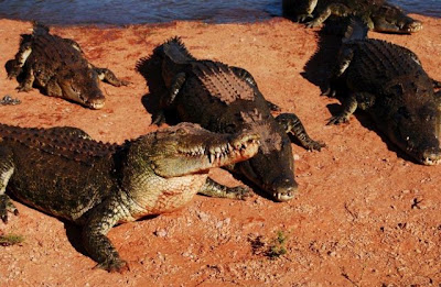 crocodiles_22.jpg