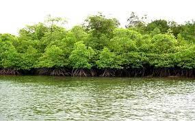 Mangrove Bisa Jadi kopi, dodol, sirup?