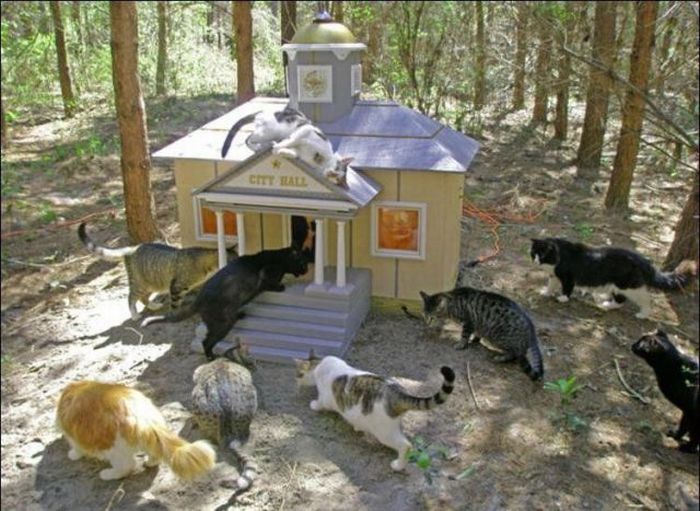 cat-city-12.jpg