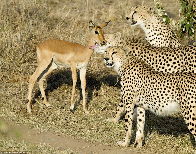 148381,xcitefun-friendly-cheetah-3.jpg