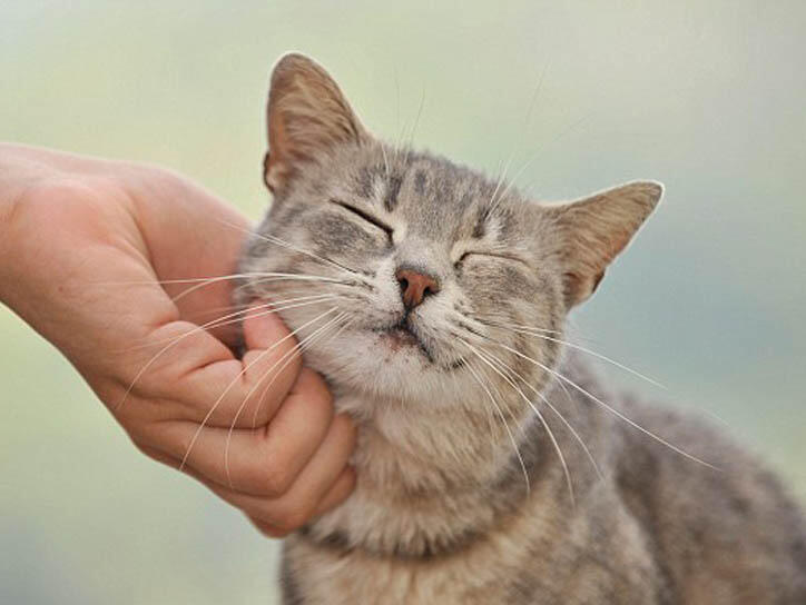 Penyebab Head Bunting pada Kucing, Bagaimana Tanda & Cara Menanganinya? 