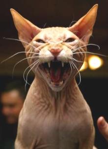 angry-cat.jpg