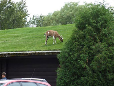 green_roofs_04.jpg