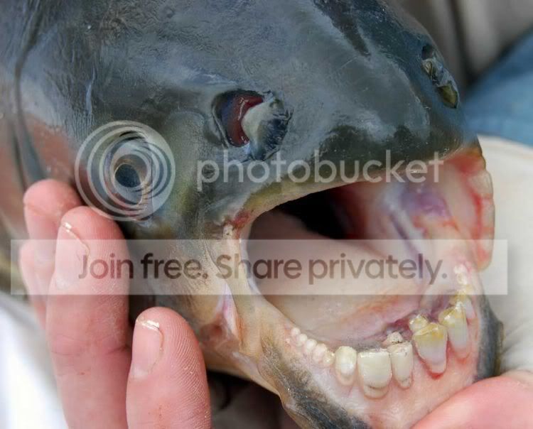 human_teeth_01.jpg