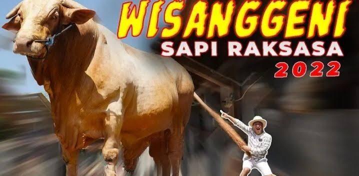 Qurban Sapi Terbesar Di Indonesia, Ternyata Milik Irfan Hakim.