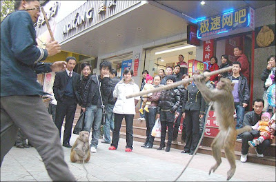 KungfuMonkey-2.jpg