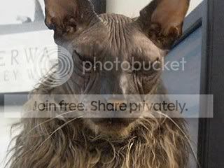 uglycat2.jpg
