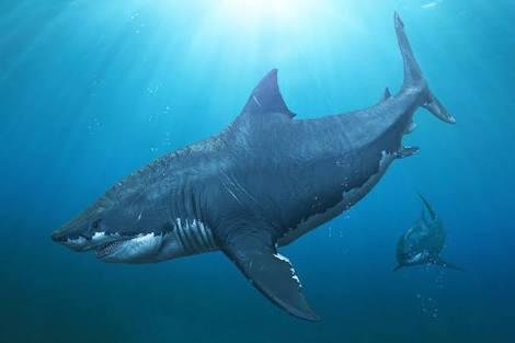 Top 20 Abnormally Large Animal That Really Exist