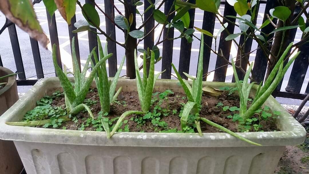 Tanaman Obat Keluarga Yang Mudah Ditanam Di Pot