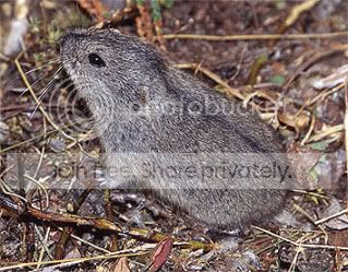 Collared_Lemming.jpg